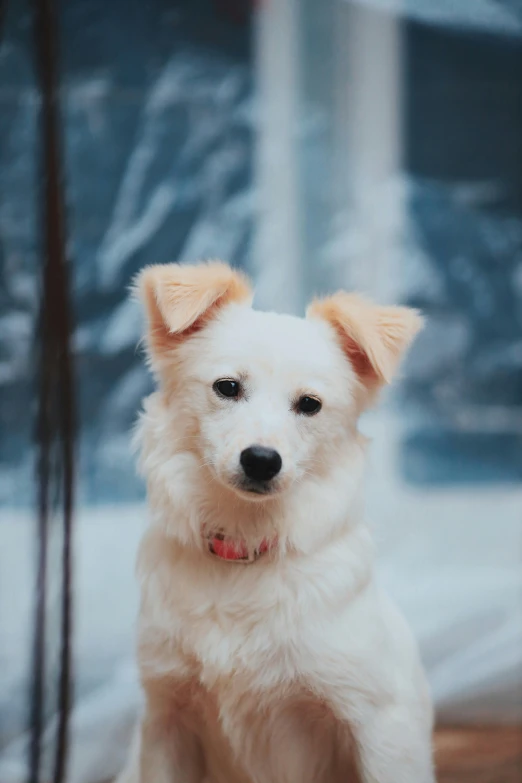 a white dog with brown ears and brown eyes sits looking straight ahead