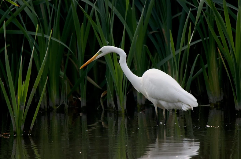 a large white crane standing on a body of water