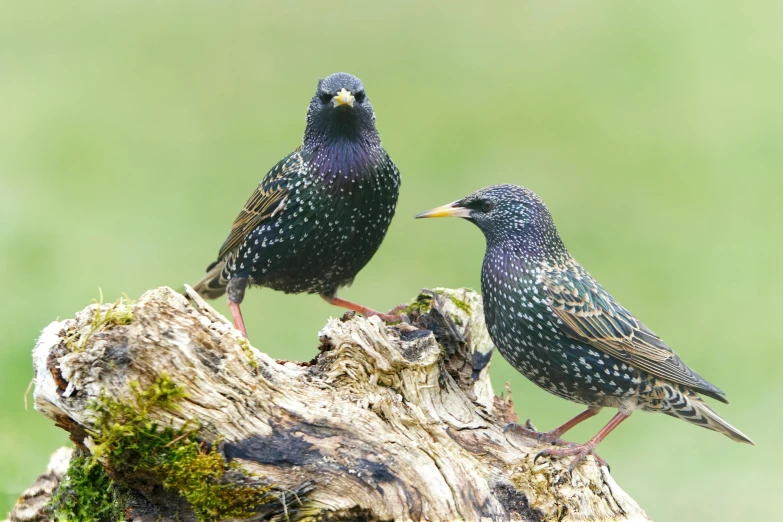 two small birds stand on a stump in the woods