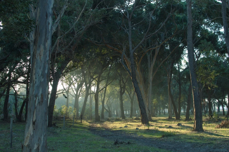 a forest is shown filled with trees, surrounded by fog