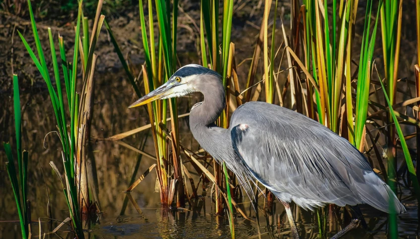 the bird is standing in the water near tall green plants