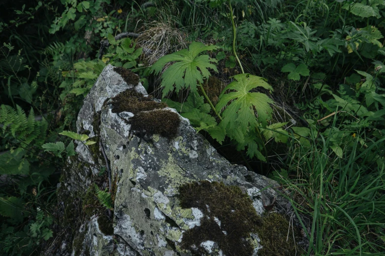 green plants, a rock and grass are in the forest