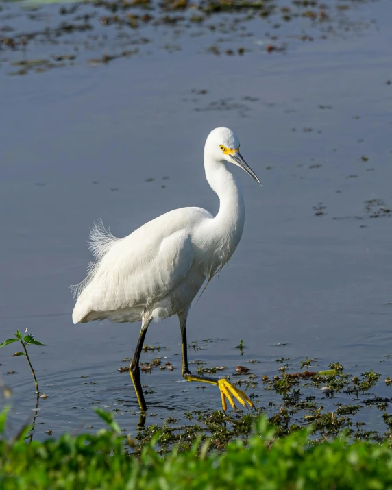 the egret is looking for food in the water