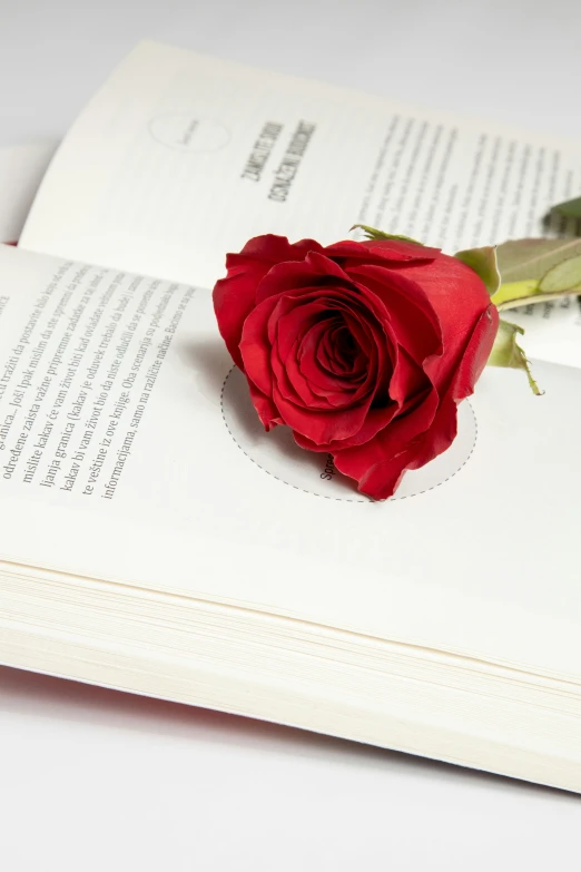 a single flower is on top of a book