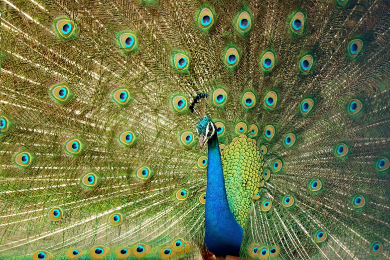 a bird with large feathers standing outside