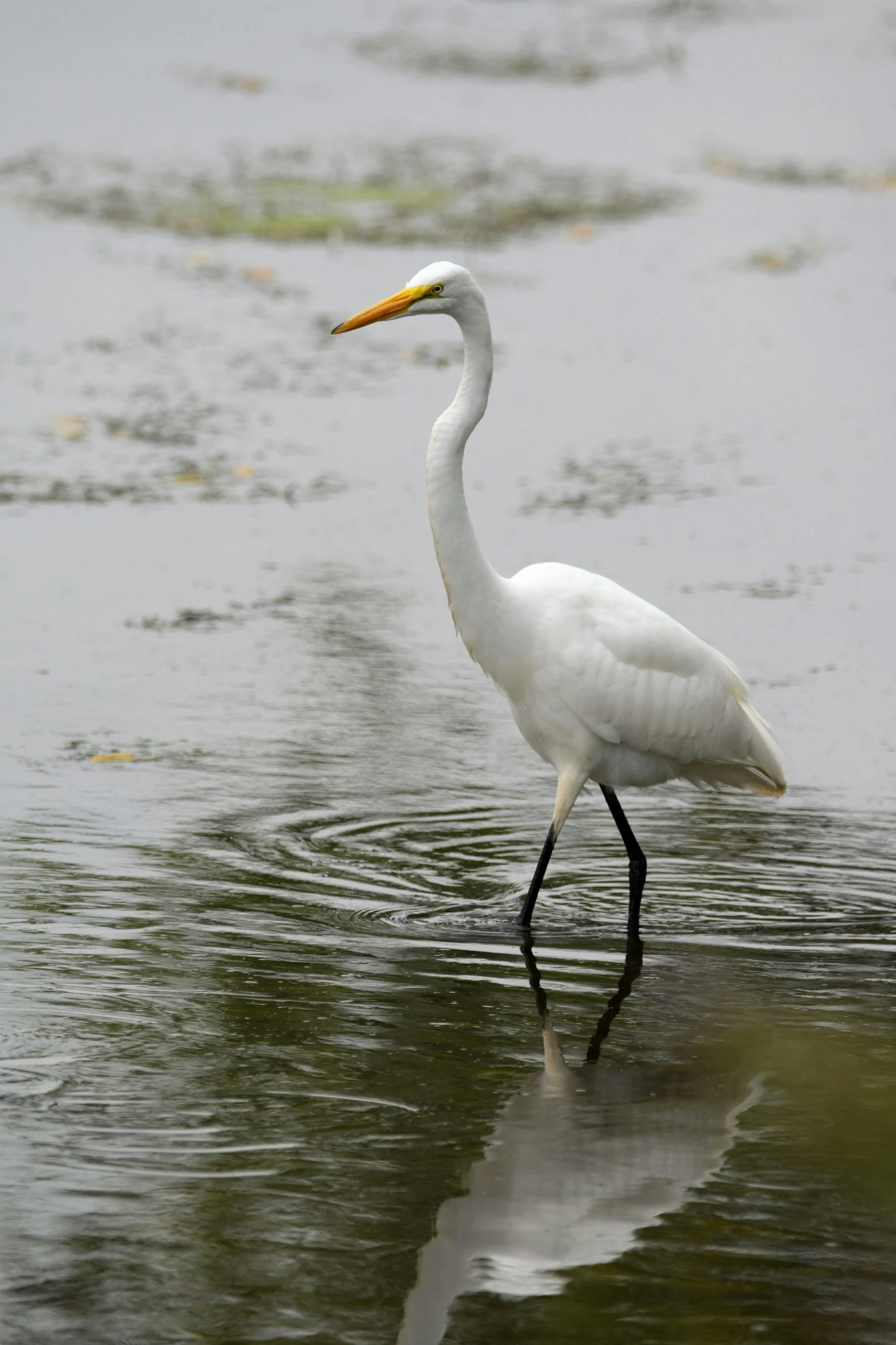 a white bird stands in the shallow water