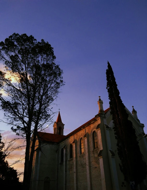 tree nches against a dark sky with a light reflecting on the building