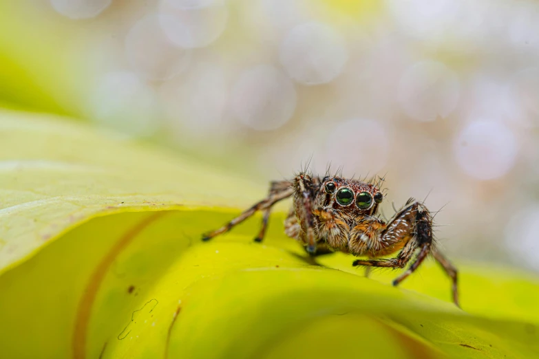 a jumping spider in the middle of a green leaf