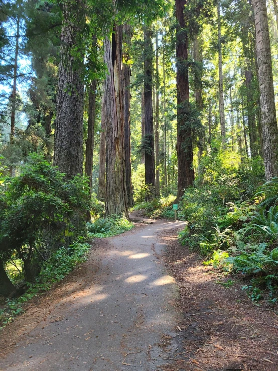 a road is in the middle of a forest