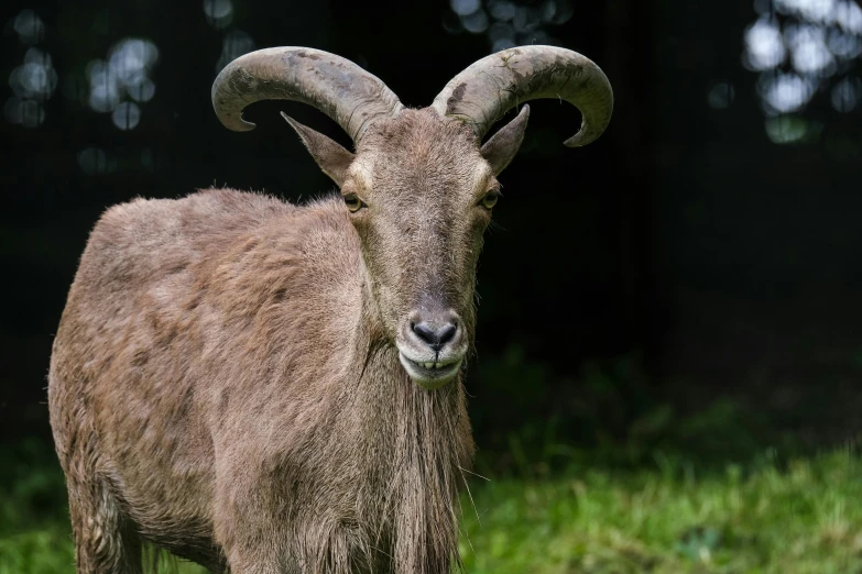 an animal with big horns standing in the grass