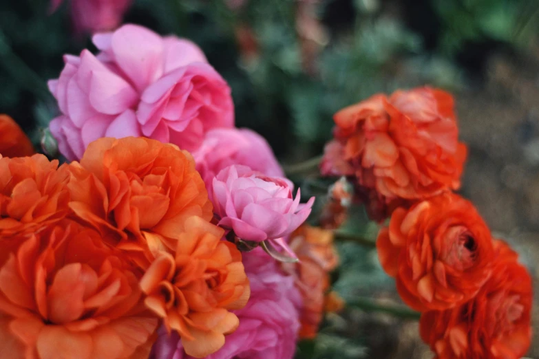 a bunch of flowers that are in the grass