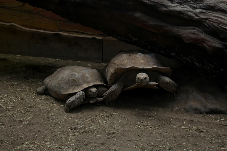 two large turtles laying underneath a tree trunk
