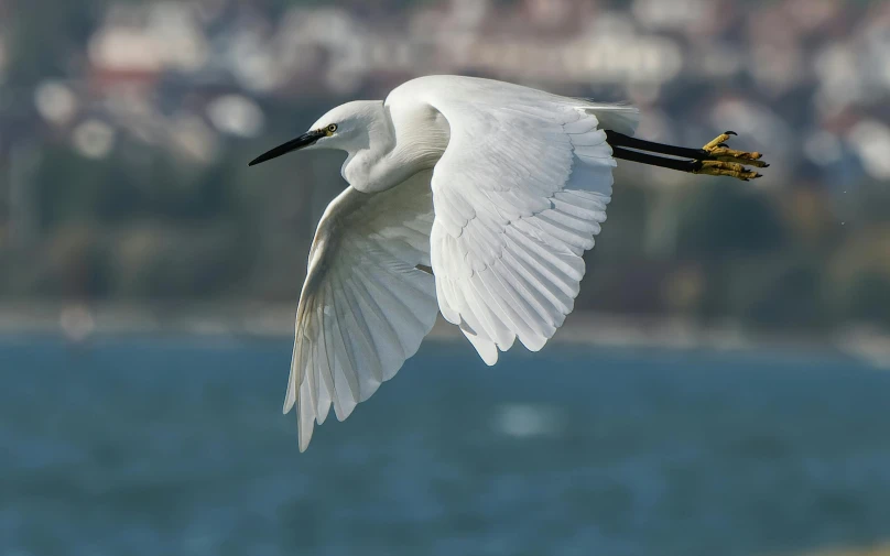 a large white bird flying over a body of water