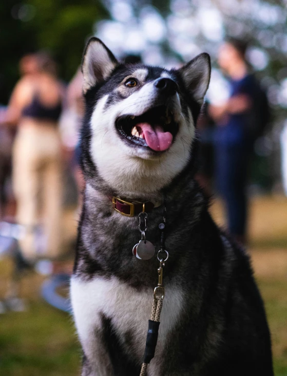 a dog looks up while sitting down at the park