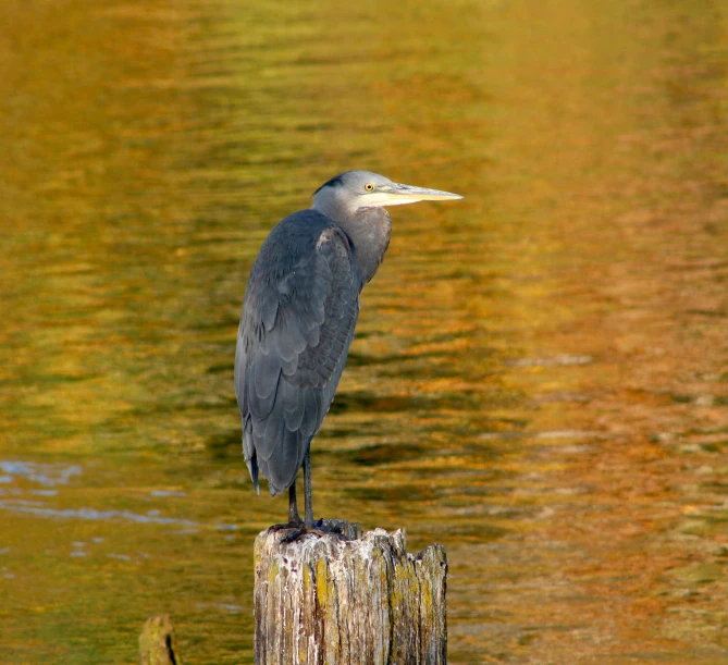 a bird stands on the end of a dock with algae in the water