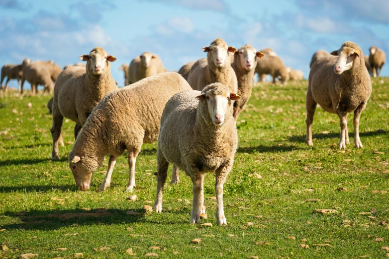 herd of sheep standing around eating grass on a sunny day