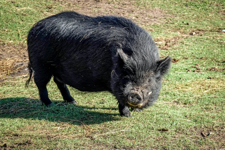 a small boar in a grassy field eating grass