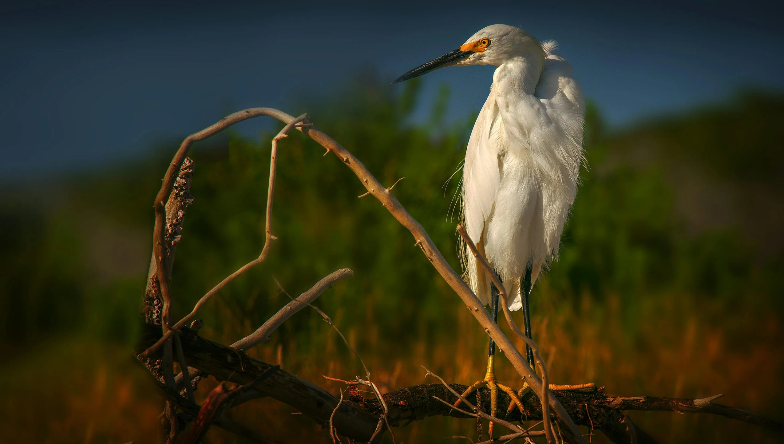 a white bird sitting on top of a tree nch