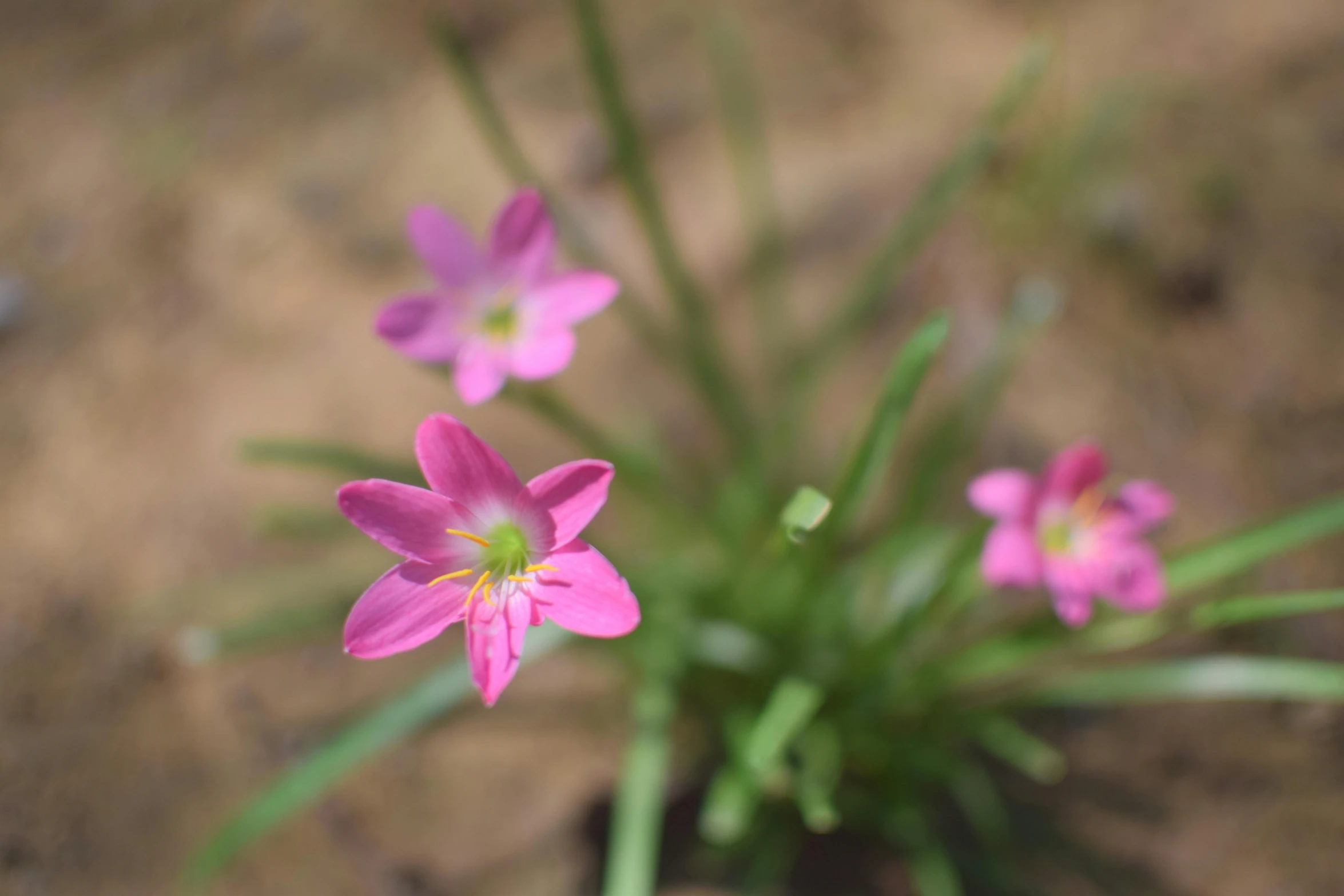 a close up image of a flower on a dirt ground