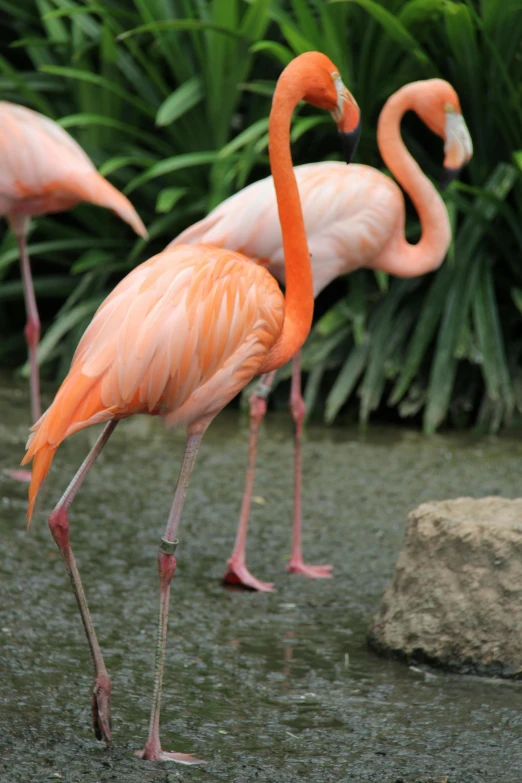 a number of flamingos in a body of water near one another