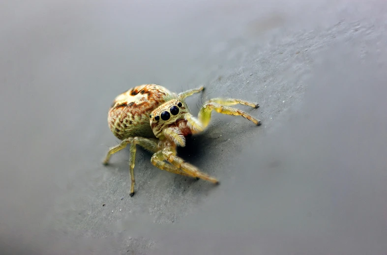 a close up of a crab on top of the sand