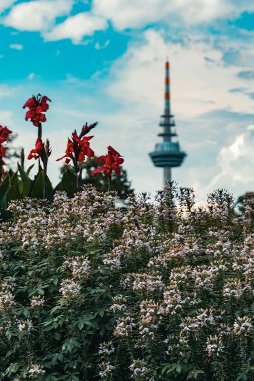 pink flowers and green shrubs near a large tv tower