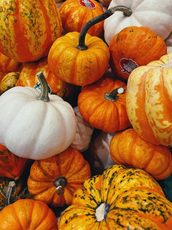 pumpkins are laying around in rows on display