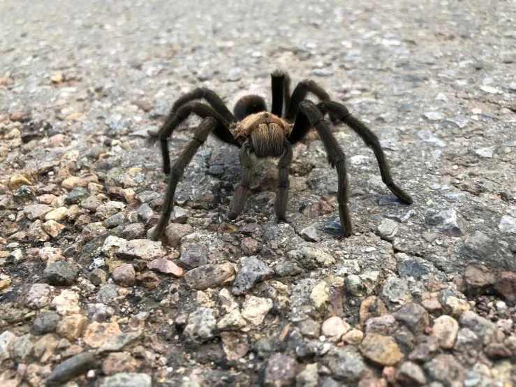 a spider sitting on top of some rocks on the ground