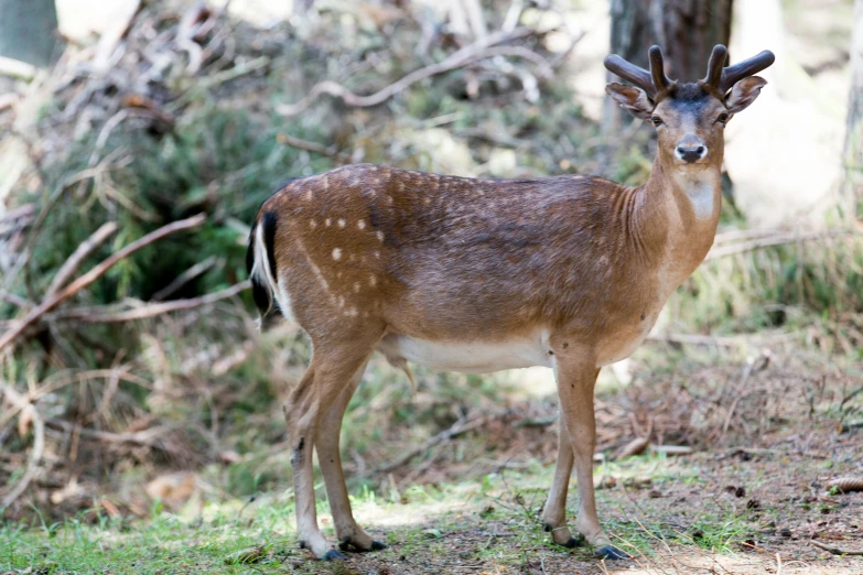 a small deer in the middle of a forest