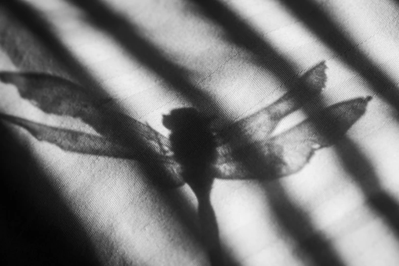black and white pograph of shadow cast on fabric