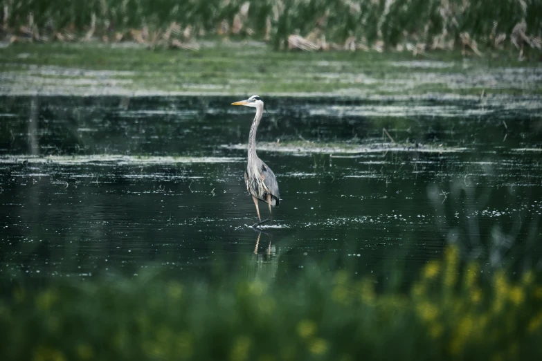 a blue heron wading in shallow water