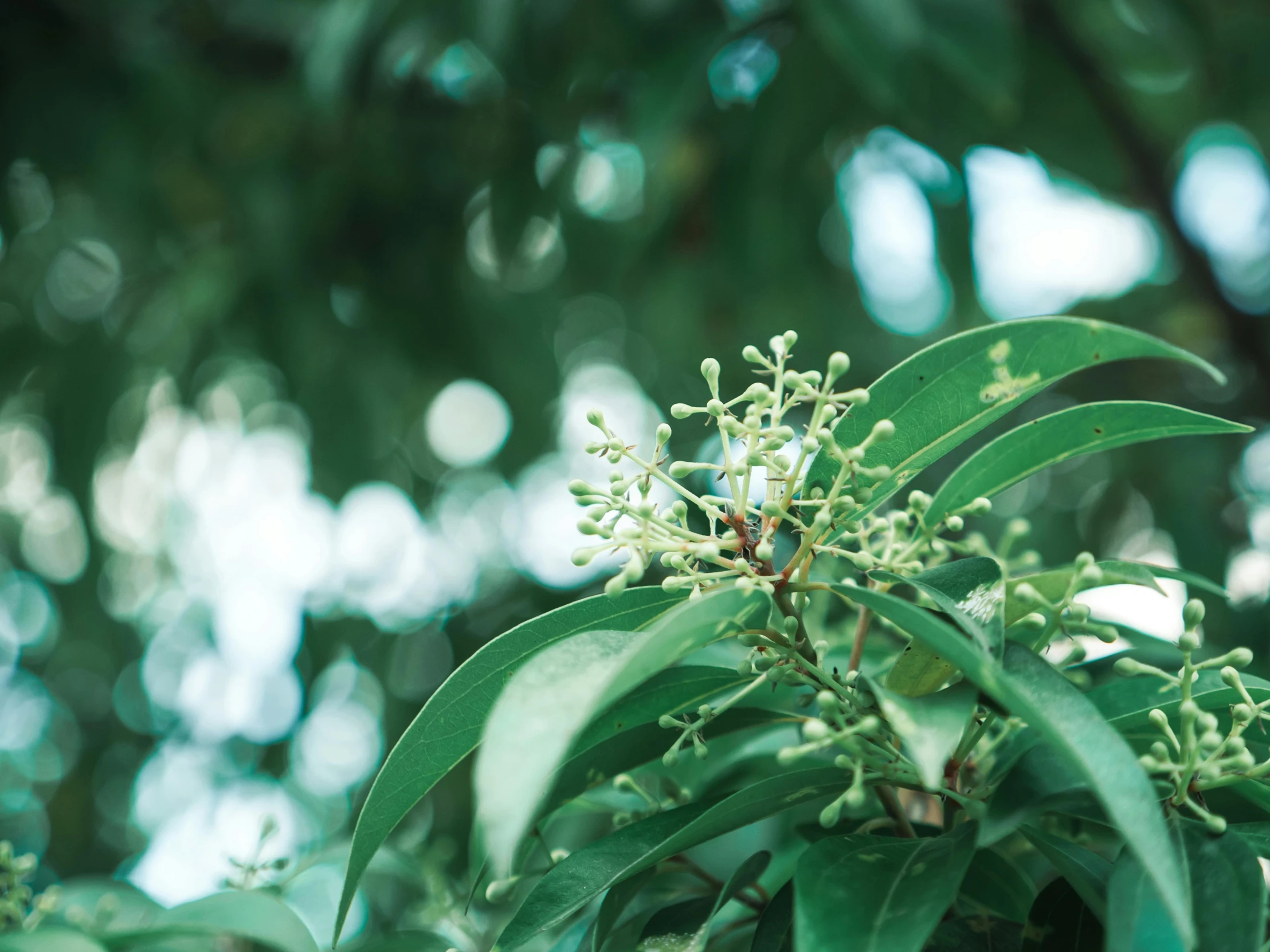 the nch of a tree with a lot of little flowers