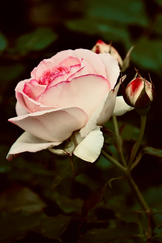 a large pink rose is blooming on the stem