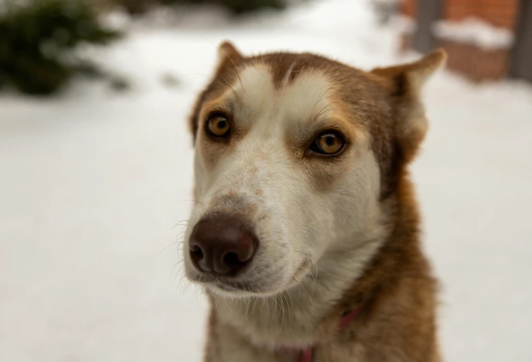 a dog is sitting in the snow with its eyes open