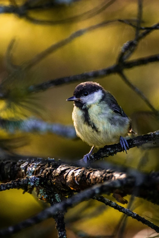 a bird perched on top of a nch in a forest