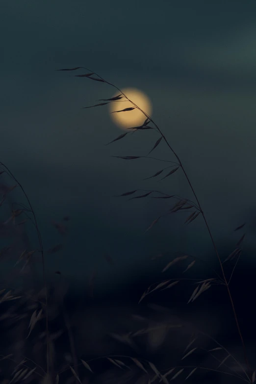 some dry grass with the moon shining in the background