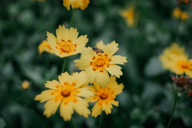 several yellow flowers are in a field near a bee