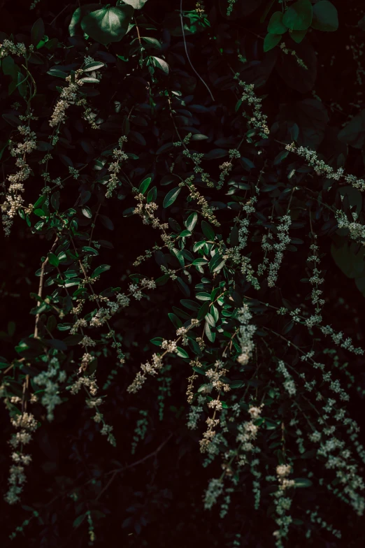 several white flowers in the dark with leaves