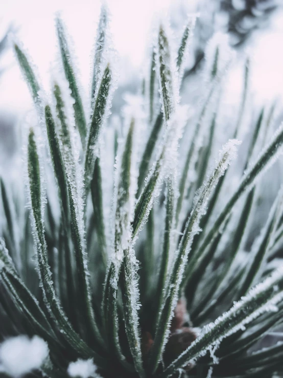 a close up of some snow covered plants