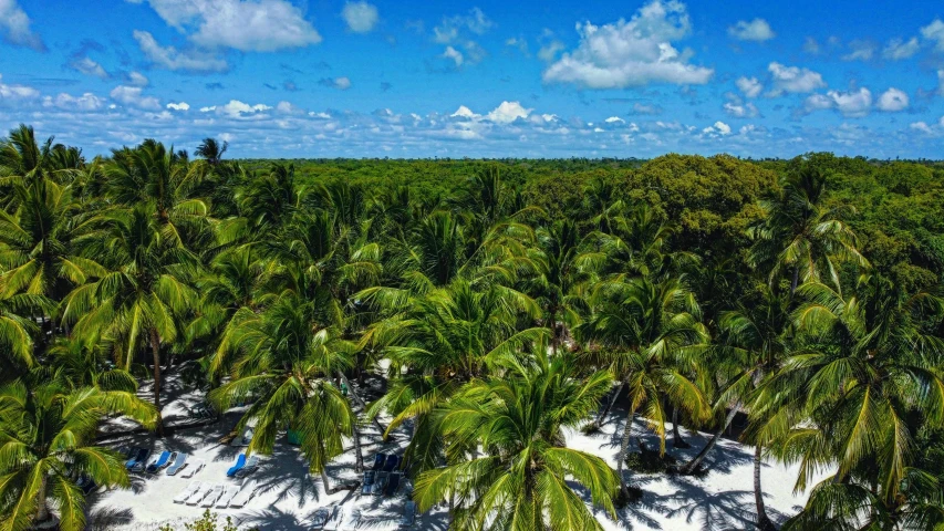 the palm trees are very green on the beach