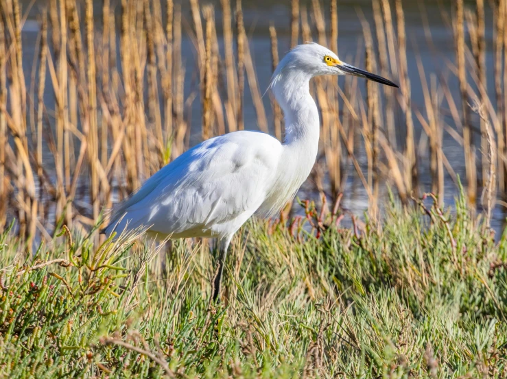 a white egret is standing in the grass