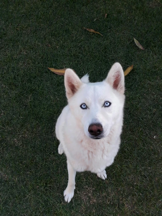 white husky dog with blue eyes and yellow muzzle sitting on grass