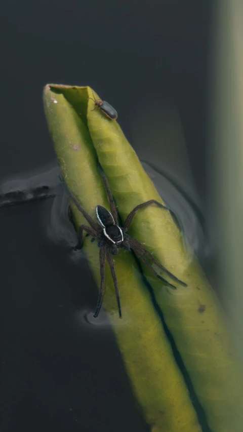 a big spider is on some green stems in the water