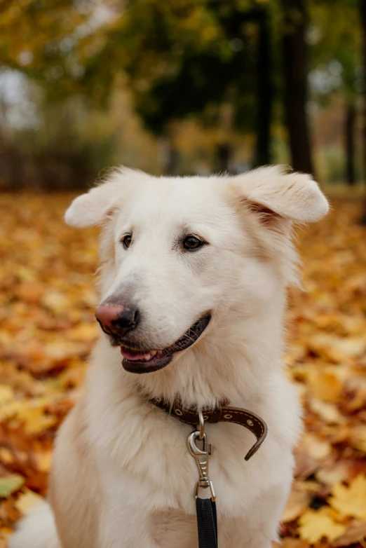 a white dog wearing a leash sits in front of leaves