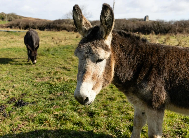 a donkey with very short fur standing in a pasture