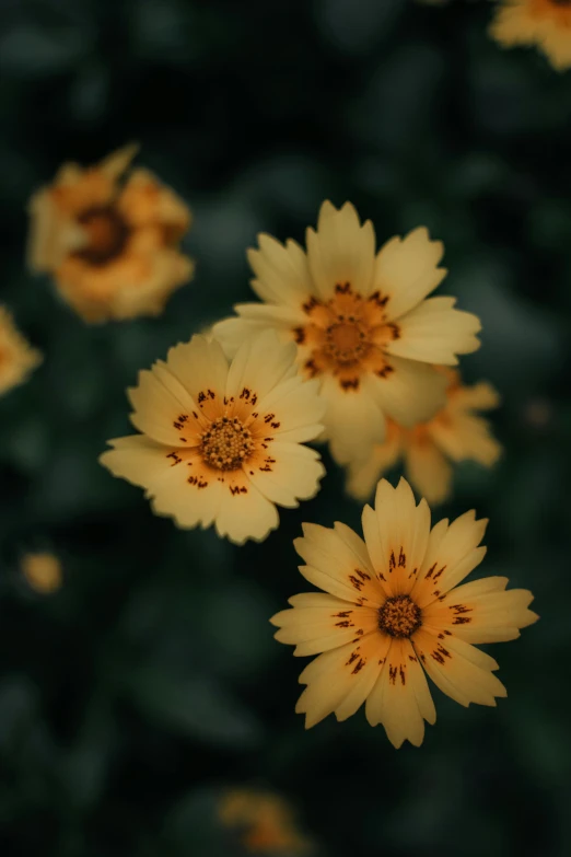 yellow flowers are growing in a field with leaves