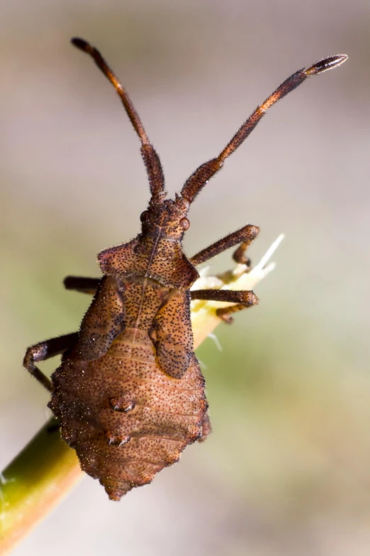 a bug is sitting on top of a long stalk