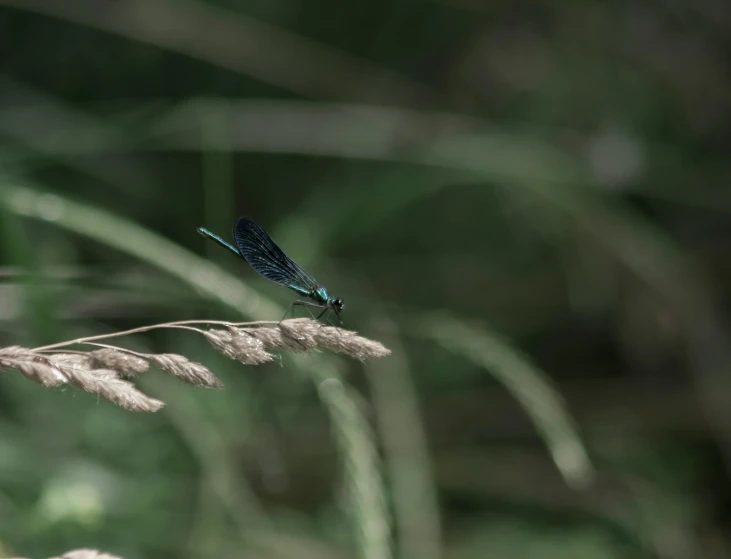 a single dragonfly sits on a tall plant