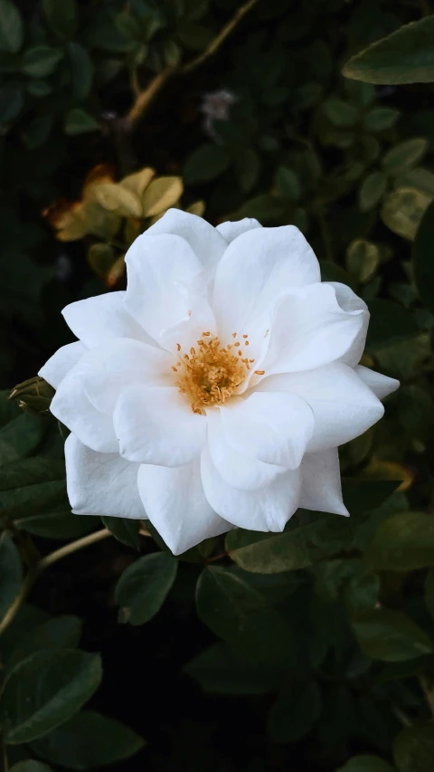 a white flower that is in the grass