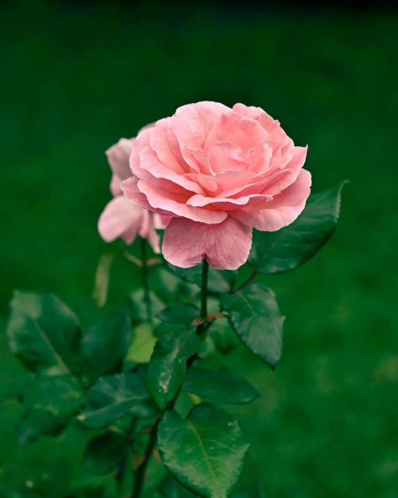 a very pretty pink flower in the middle of a field